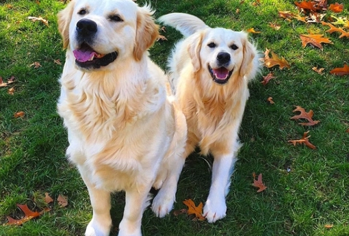 黃金獵犬成長 黃金獵犬成長