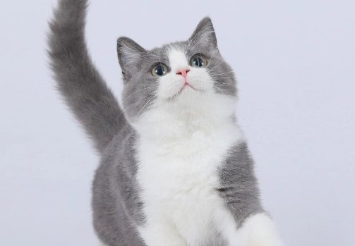 曼赤肯貓平均壽命 曼赤肯貓平均壽命