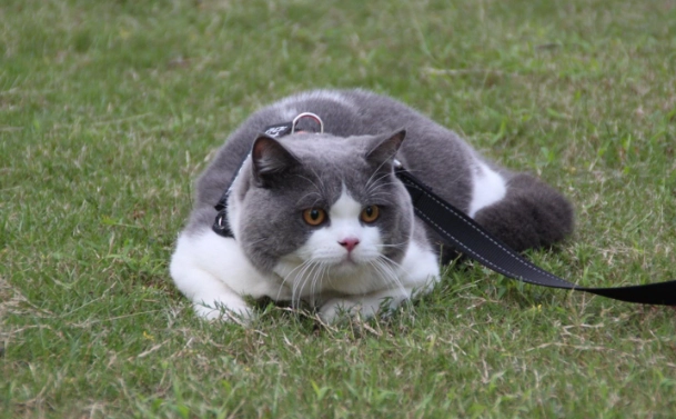 英國短毛貓扁臉 英國短毛貓扁臉