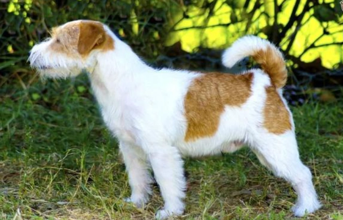 狗狗智商比較 狗狗智商比較