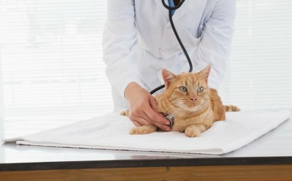 貓瘟症狀 貓瘟症狀