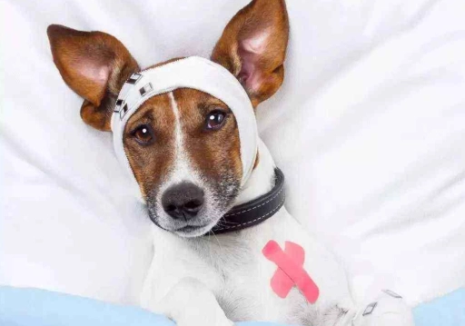 狗狗狂犬疫苗注意事項 狗狗狂犬疫苗注意事項