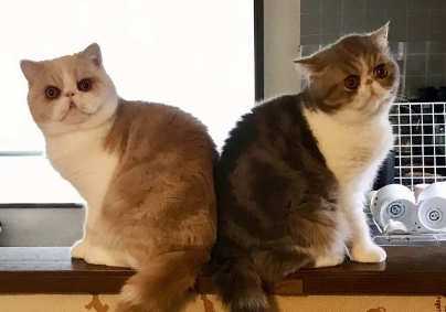 扁臉貓健康問題 扁臉貓健康問題