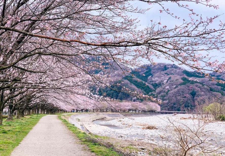 樱花步道推荐 樱花步道推荐