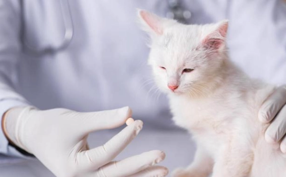 貓瘟症狀 貓瘟症狀