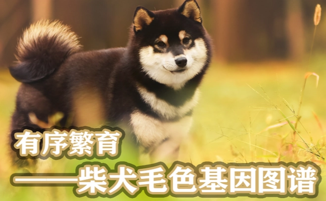 柴犬基因分析 柴犬基因分析