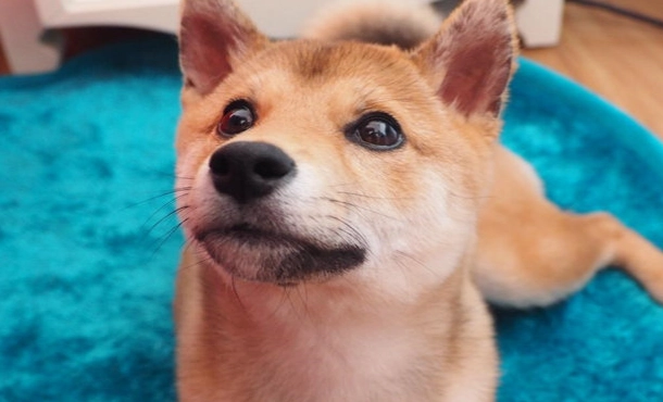 狐狸基因柴犬 狐狸基因柴犬