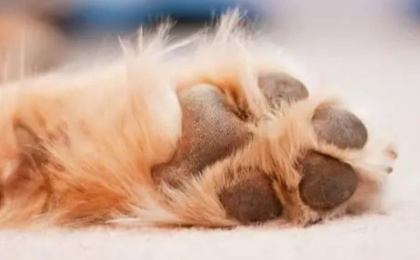 狗狗趾間炎傳染