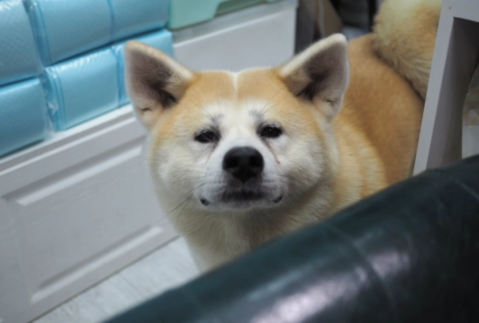 秋田犬領養流程 秋田犬領養流程