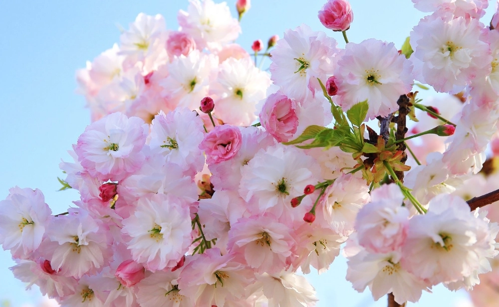 宜蘭賞櫻地點 宜蘭賞櫻地點