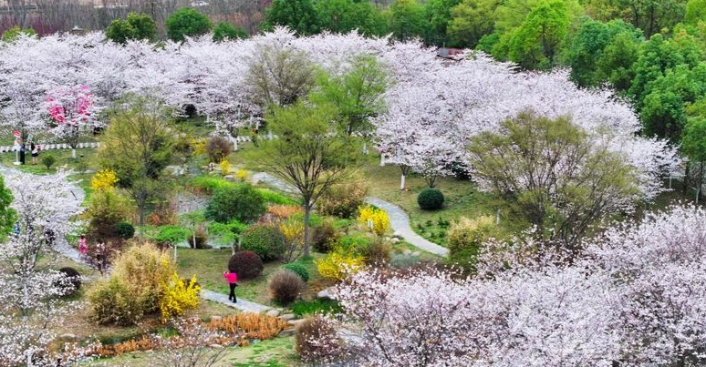 櫻花花期預測 櫻花花期預測