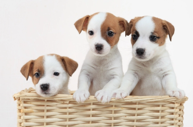 狗狗智商比較 狗狗智商比較