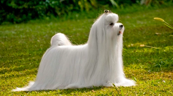 長毛馬爾濟斯美容 長毛馬爾濟斯美容