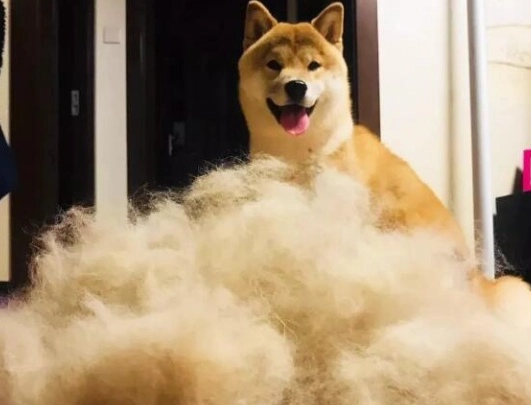 柴犬掉毛護理 柴犬掉毛護理