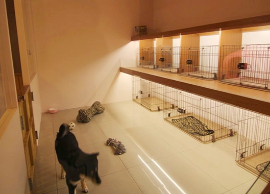 寵物寄宿家庭注意事項 寵物寄宿家庭注意事項