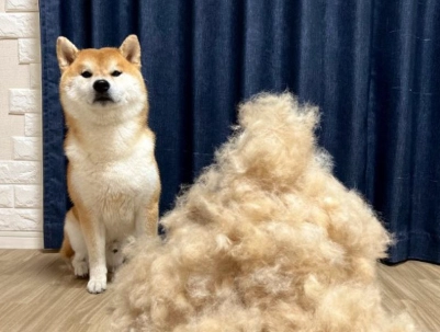柴犬掉毛護理 柴犬掉毛護理