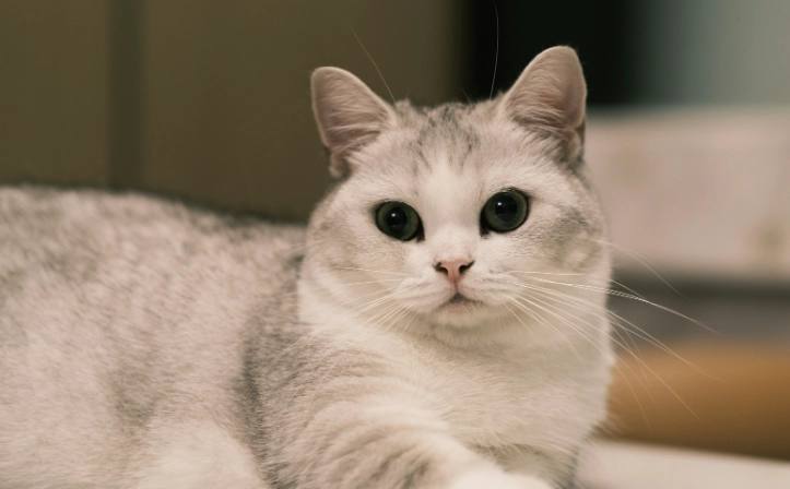 曼赤肯貓毛色 曼赤肯貓毛色