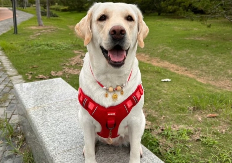 拉布拉多犬舍推薦 拉布拉多犬舍推薦