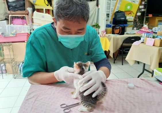 貓瘟預防方法 貓瘟預防方法