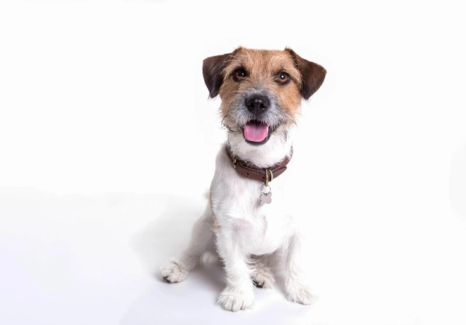 傑克羅素梗犬聰明度 傑克羅素梗犬聰明度