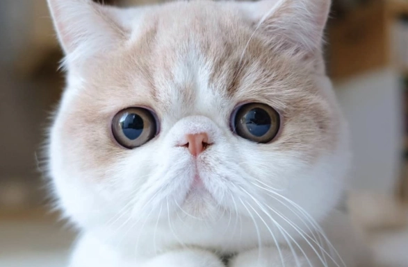 扁臉貓健康問題 扁臉貓健康問題
