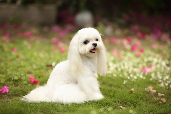 馬爾濟斯飼養 馬爾濟斯飼養