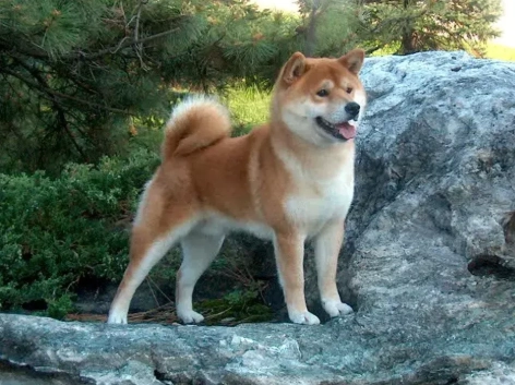 柴犬品種標準 柴犬品種標準