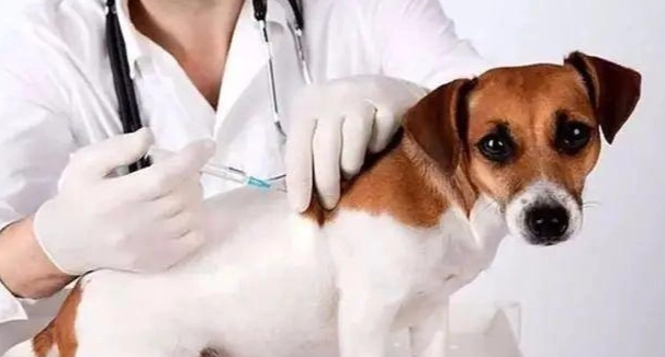 狗狗狂犬疫苗注意事項 狗狗狂犬疫苗注意事項