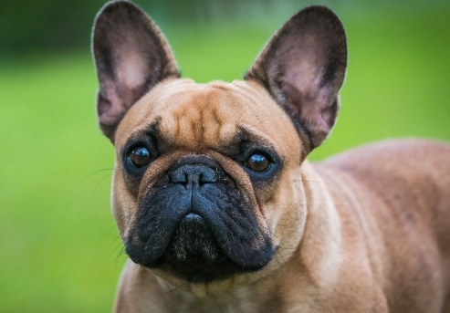 法鬥生長階段 法鬥生長階段