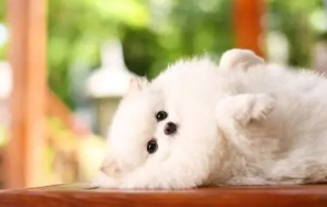 博美犬体重标准 博美犬体重标准