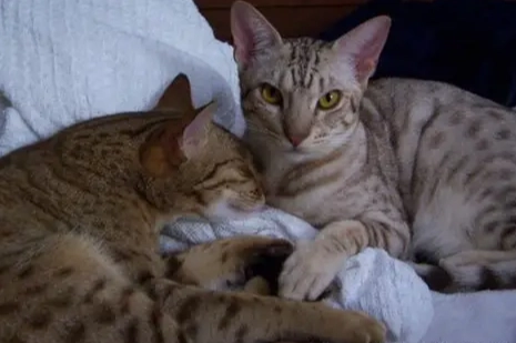 貓咪不舒服撒嬌