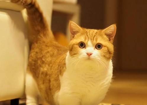 短腿貓顏色 短腿貓顏色