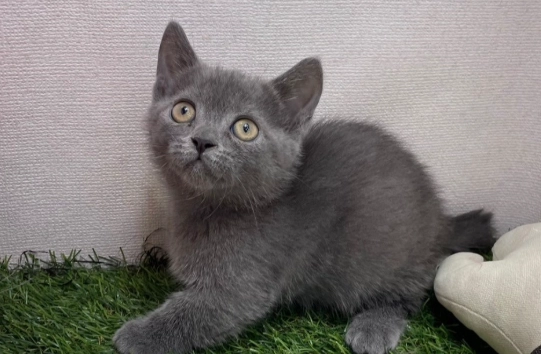 短腿貓顏色 短腿貓顏色