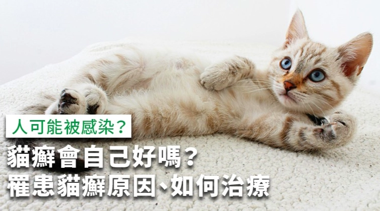 貓癬傳染人 貓癬傳染人