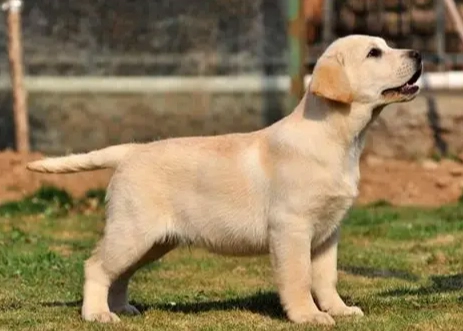 拉布拉多犬性格 拉布拉多犬性格