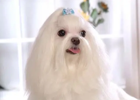 長毛馬爾濟斯美容 長毛馬爾濟斯美容