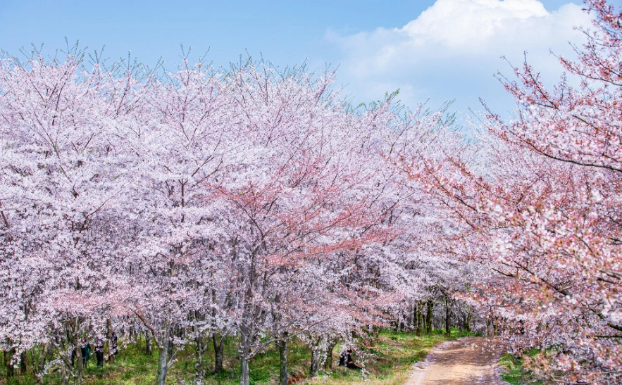櫻花花期預測 櫻花花期預測