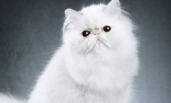 貓遺傳疾病 貓遺傳疾病