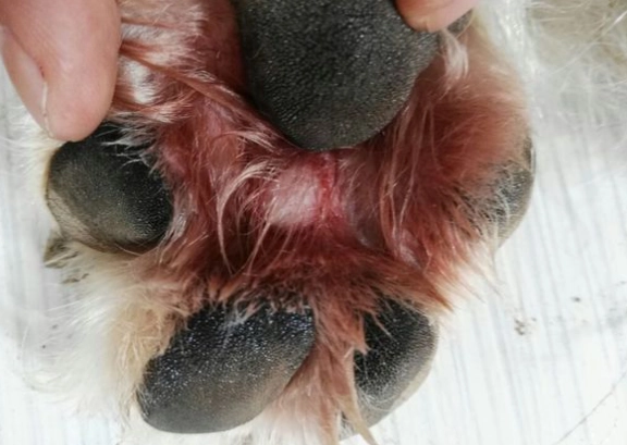 寵物腳部護理 寵物腳部護理