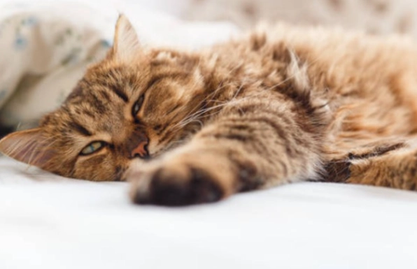 貓瘟醫療費用 貓瘟醫療費用