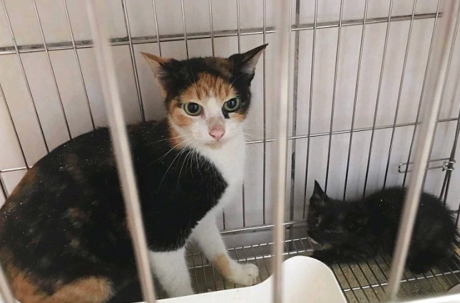 貓咪領養資格 貓咪領養資格