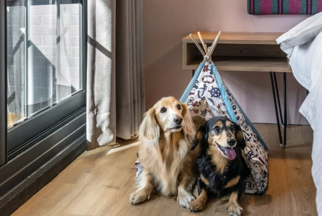 高雄寵物友善旅館 高雄寵物友善旅館