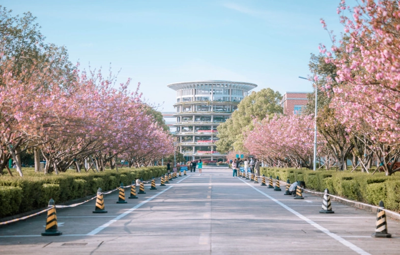 羅東賞櫻景點 羅東賞櫻景點