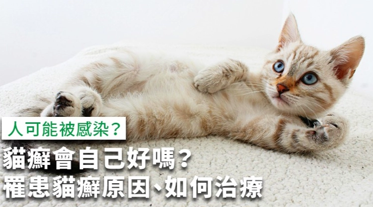 貓癬傳染預防