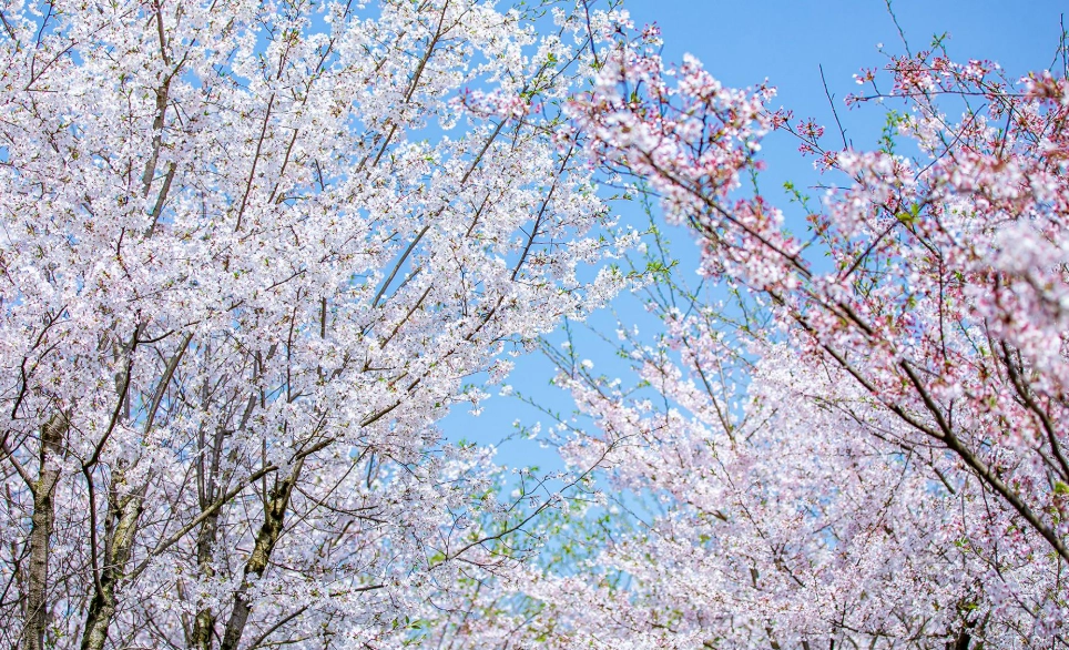 礁溪賞櫻 礁溪賞櫻