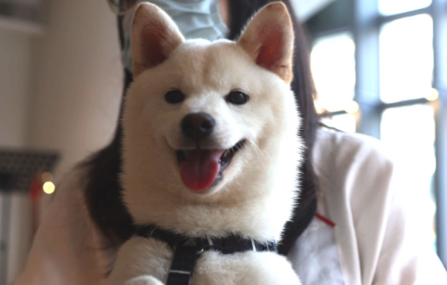 柴犬遺傳疾病 柴犬遺傳疾病