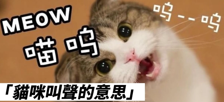 貓咪叫聲含義