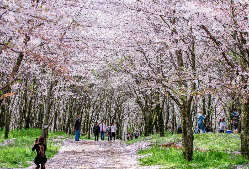 櫻花季旅遊 櫻花季旅遊