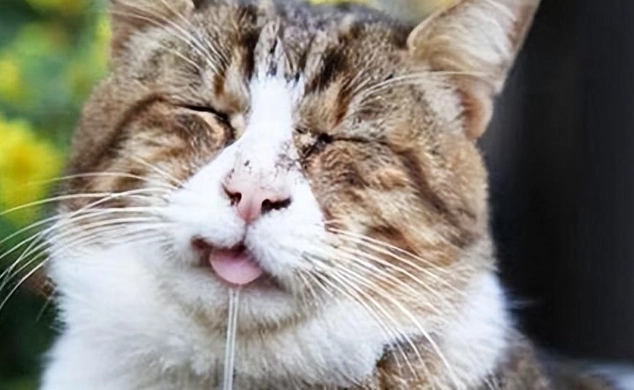 貓流口水原因 貓流口水原因