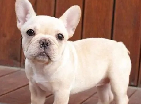 法國鬥牛犬飼養 法國鬥牛犬飼養